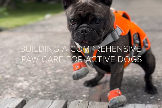 Dog Paw Protection: Building a Comprehensive Care for Active Dogs