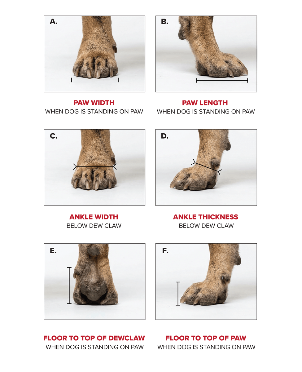 What you need to measure to get custom dog shoes