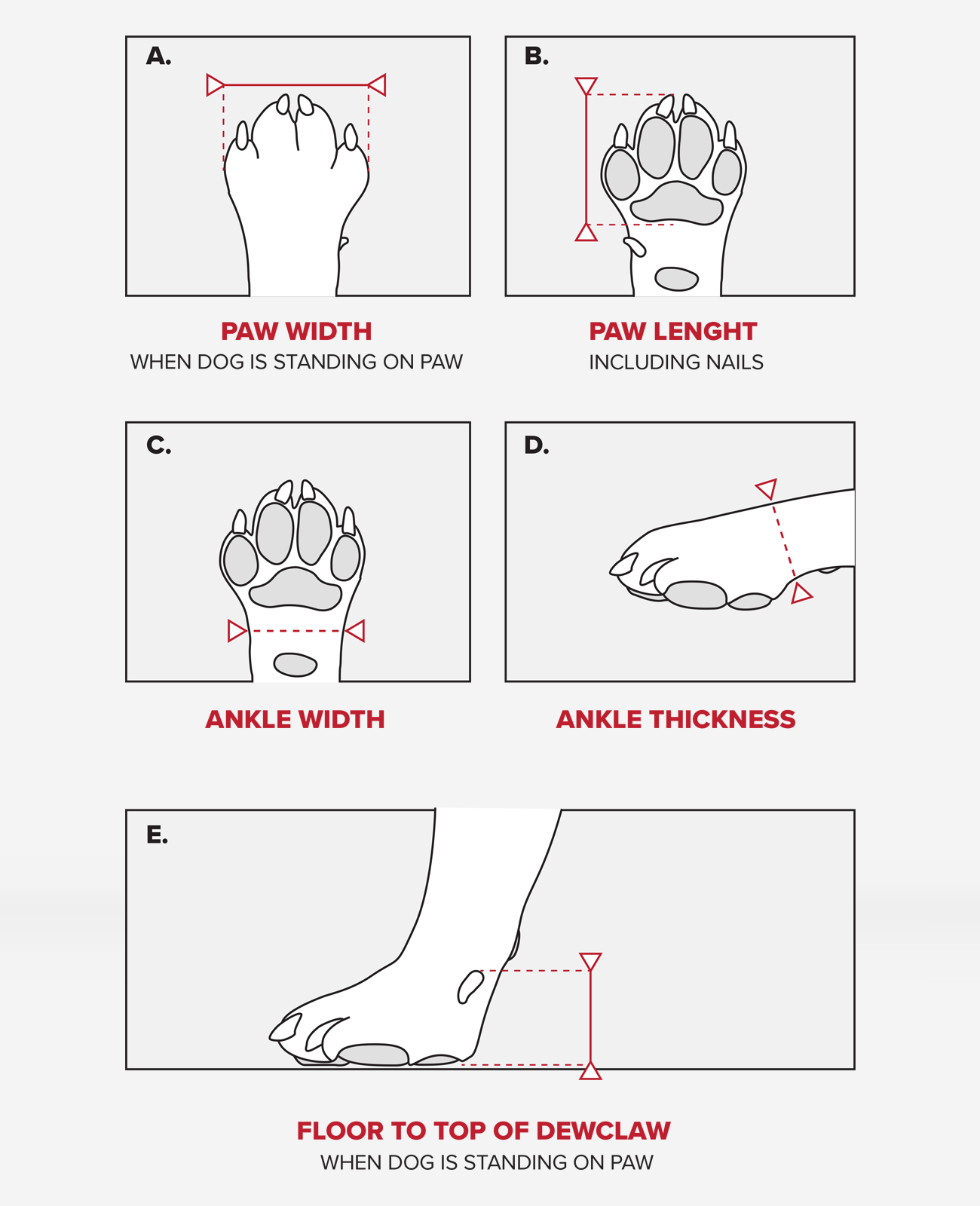 Diagram showing measurements of a dog's paw and ankle
