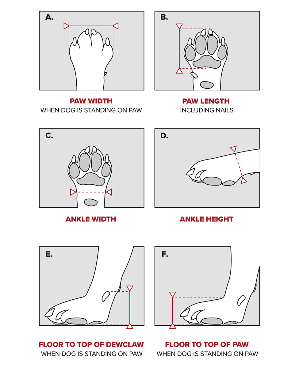 Custom dog shoe measurement requirements