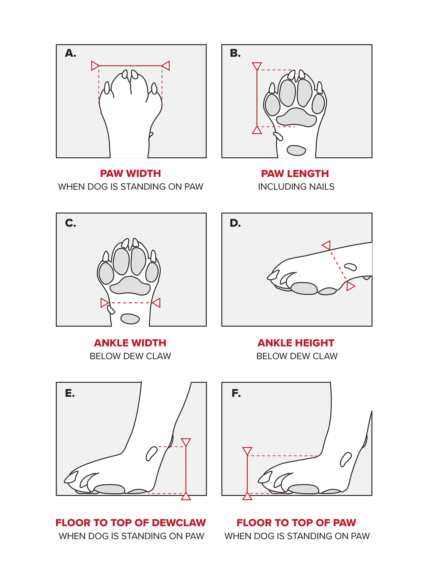Diagram showing measurements of a dog's paw and ankle