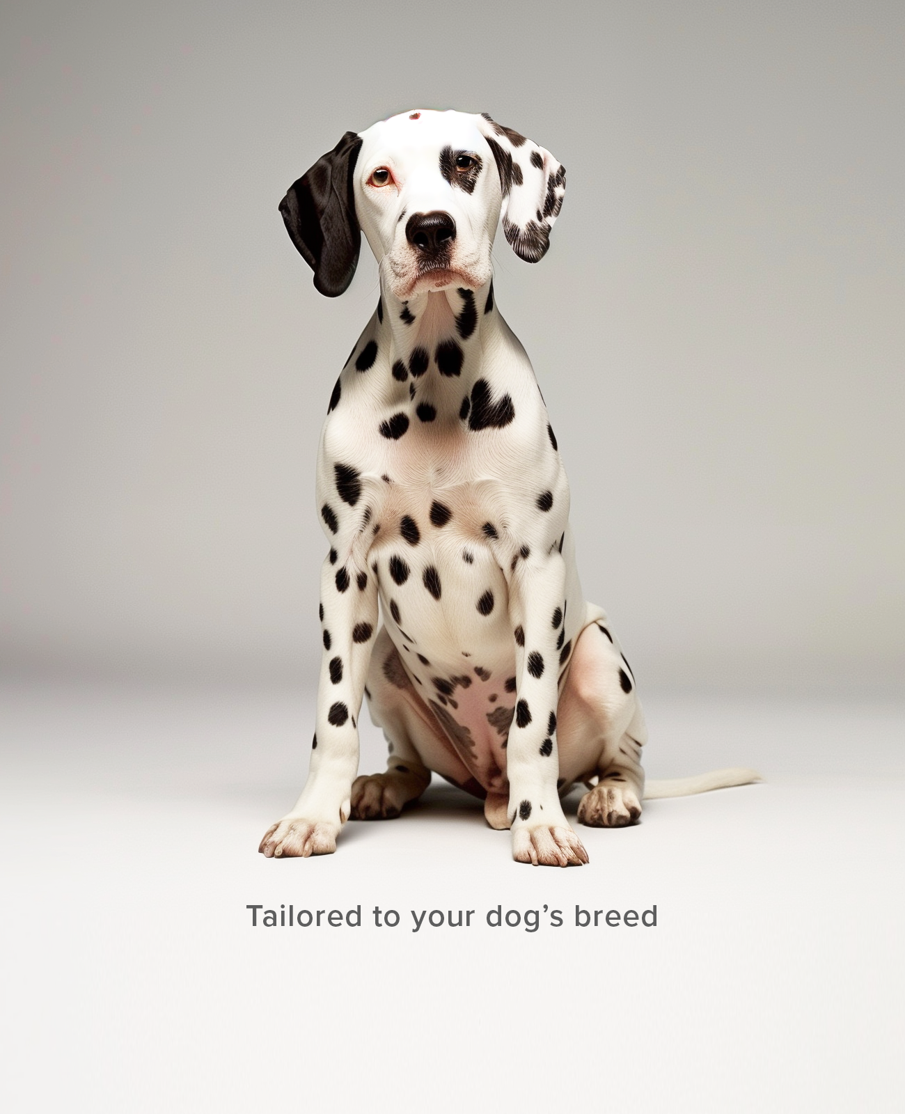 Custom dog shoes tailored to dalmatian breed