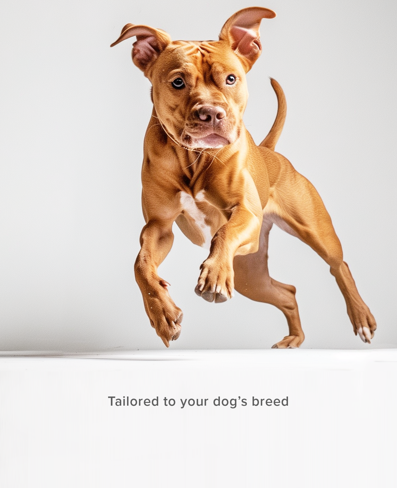 Custom dog shoes for  Staffordshire bullterrier breed
