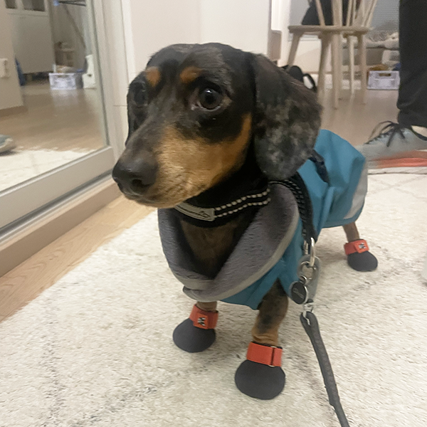 Mini dachshund learning to use paw protection