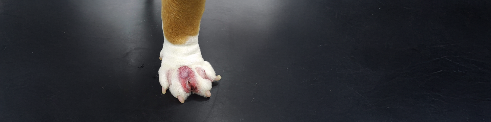 Dog paw with cyst