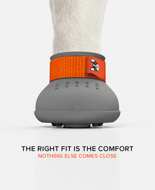 French bulldog custom dog shoes summer edition front view