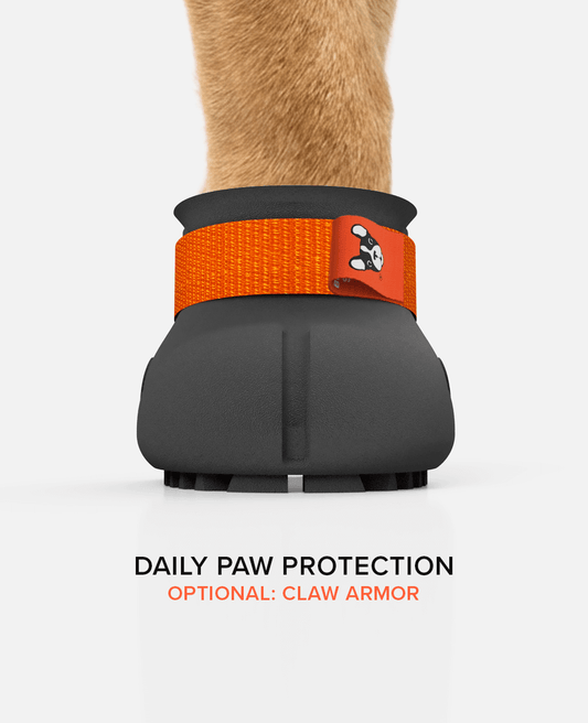 Custom BARK & SOLE french bulldog shoe front view