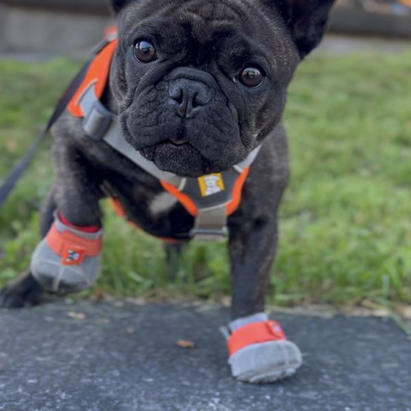 French bulldog wearing a Knuckle Armor dog shoes