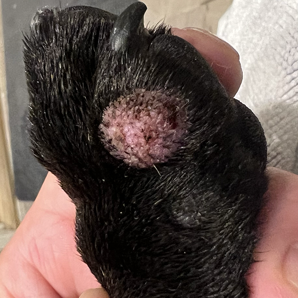 Histiocytoma in French Bulldogs paw