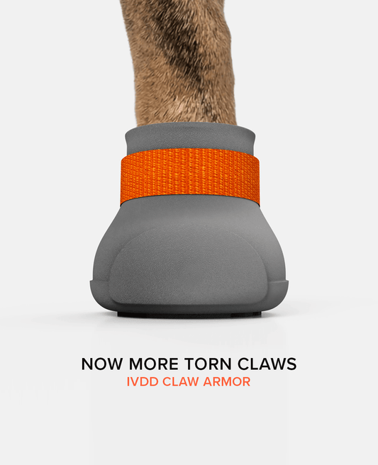 IVDD warrior dog shoe front view BARK & SOLE