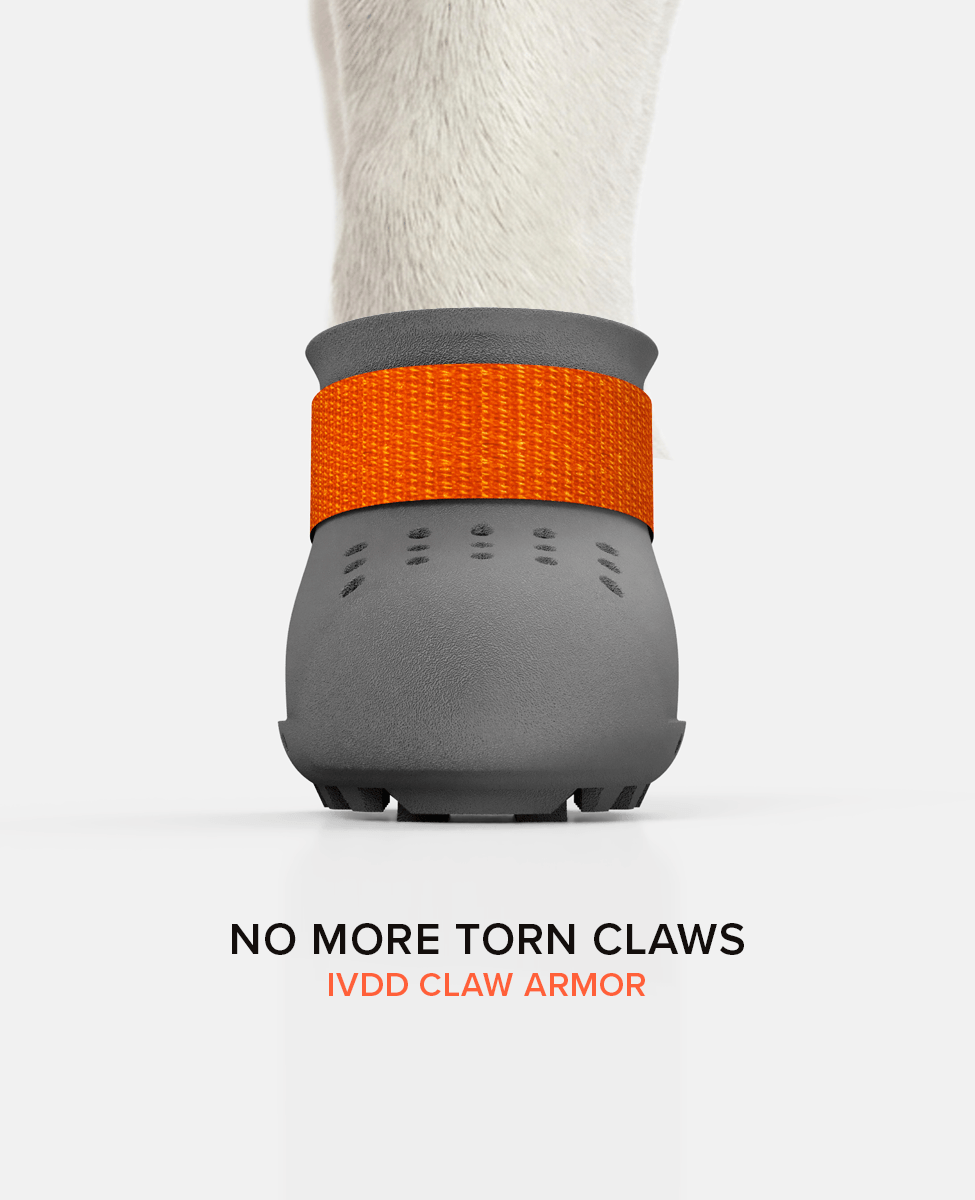 IVDD warrior dog shoe summer front view