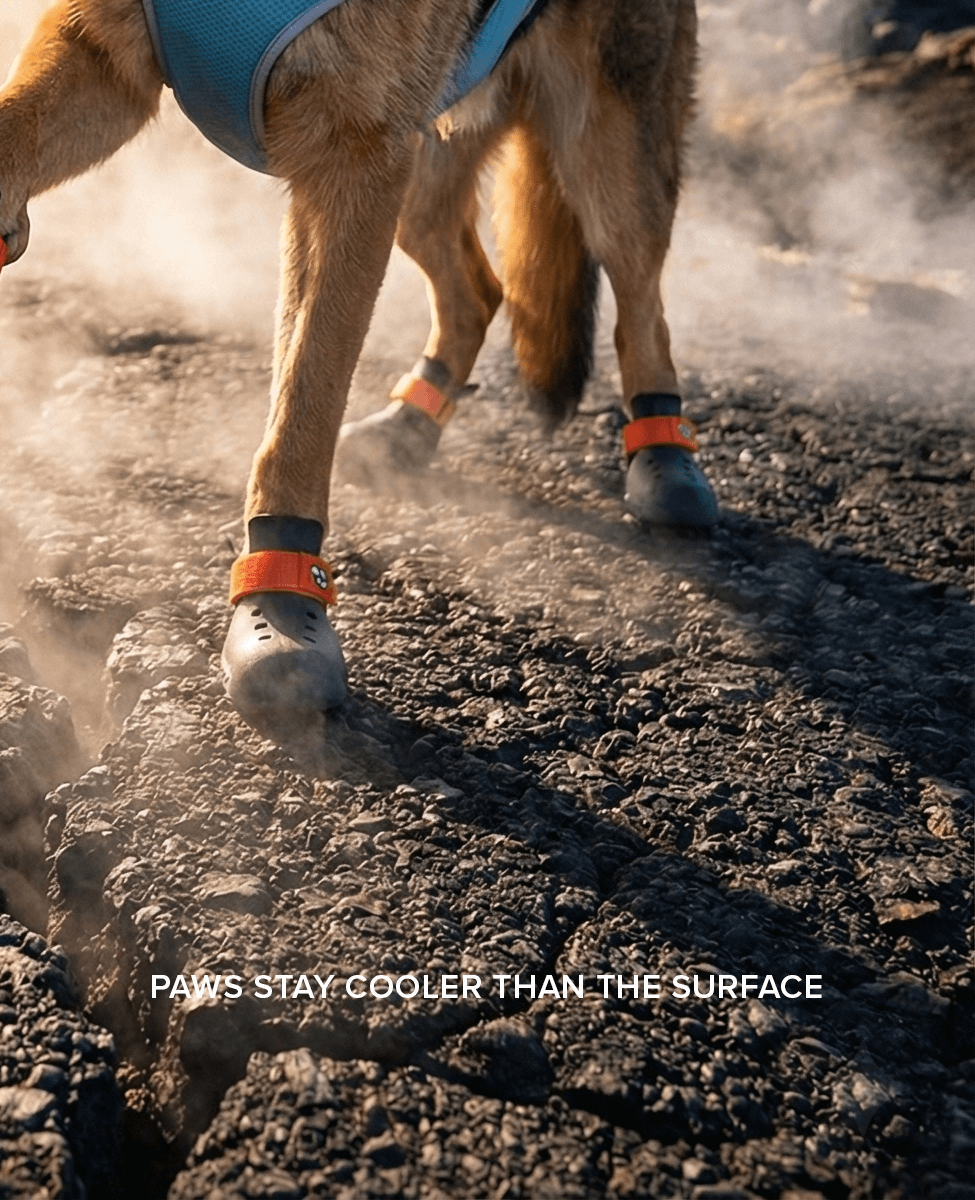 German Shepherd wearing BARK and SOLE custom dog shoes - close up