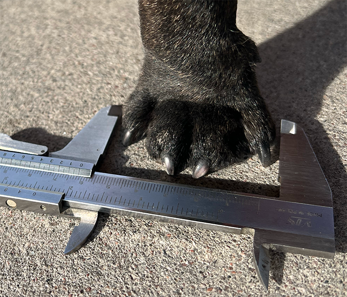 French bulldogs paw width being measured with caliper
