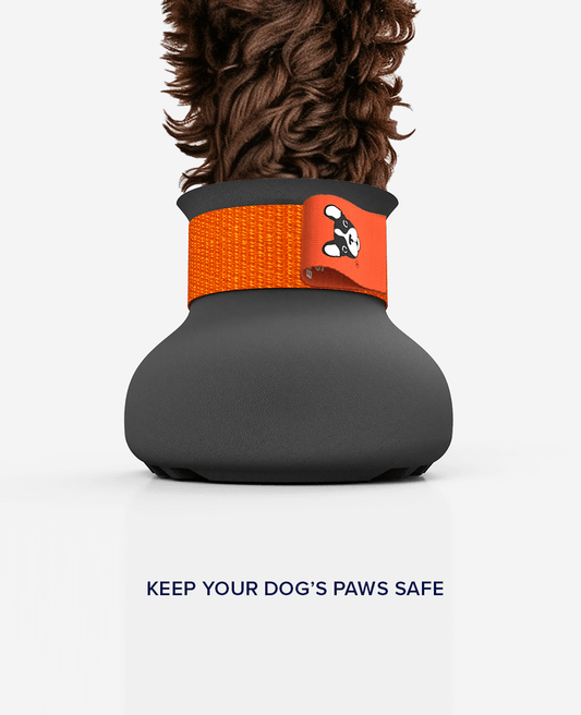 Custom dog shoe front view