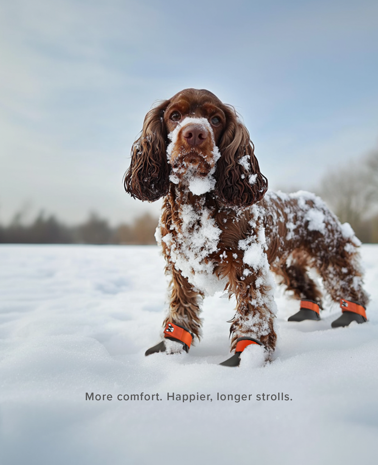 Springer Spaniel using custom winter dog shoes