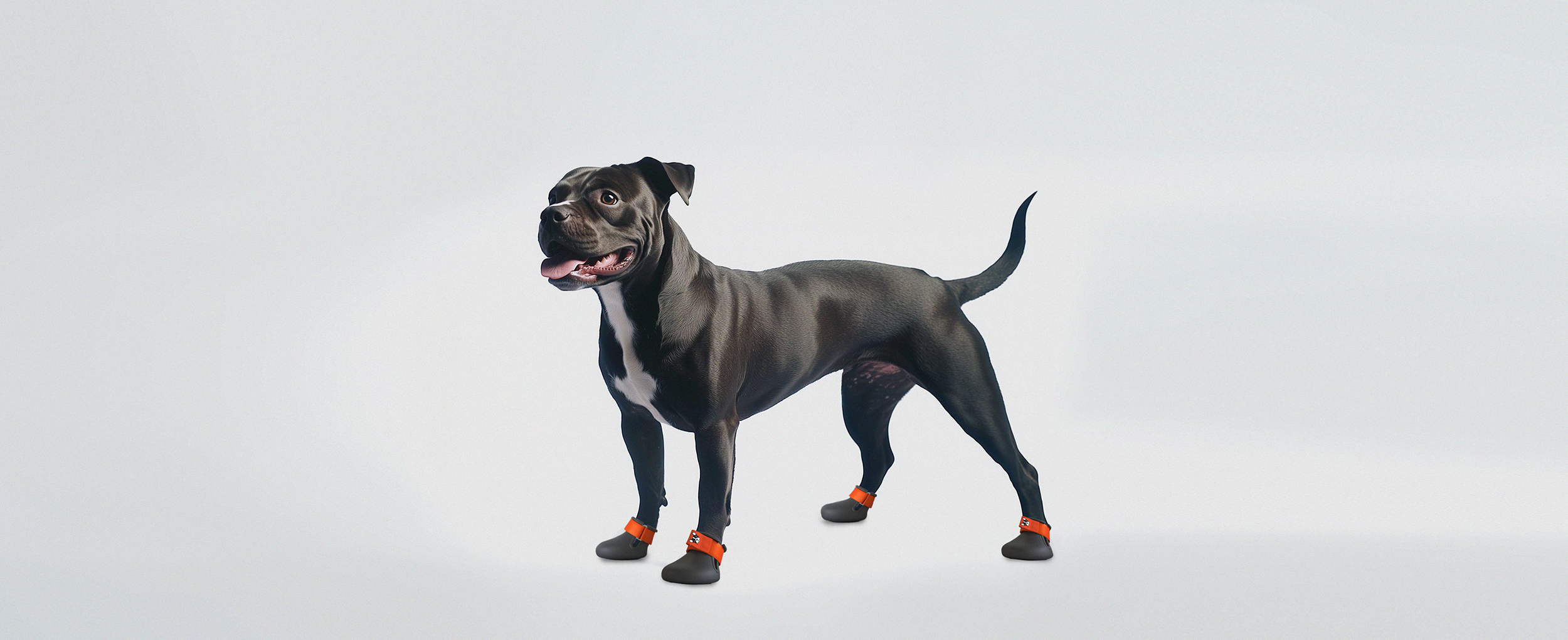 A Staffordshire bull terrier wearing custom made Staffordshire bull terrier shoes. Waterproof winter dog shoes with ice studs