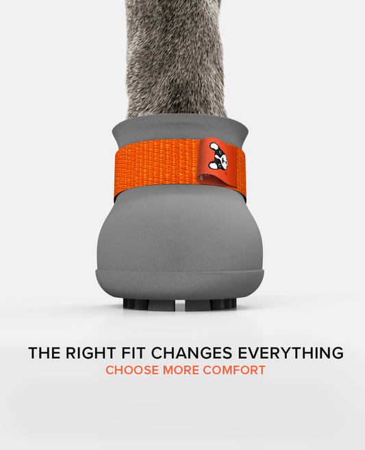 BARK & SOLE custom staffy dog shoe front