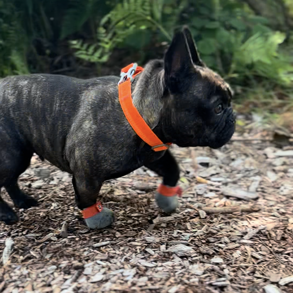 French bulldogs wearing knuckle armor custom dog paw protection