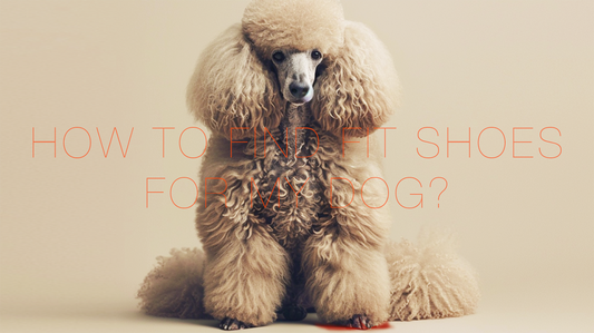 How to find the best fitting dog shoes for my dog?