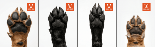 How to Choose Dog shoes That Fit Non‑Standard Paw Shapes
