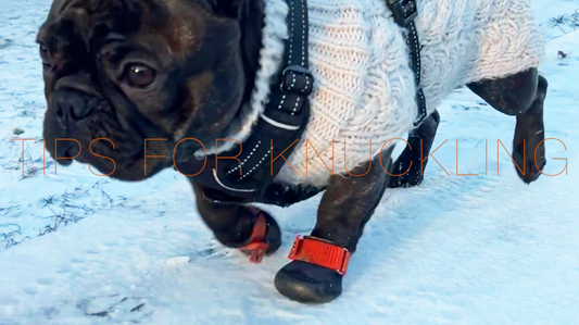 Tips for Managing Knuckling in Dogs