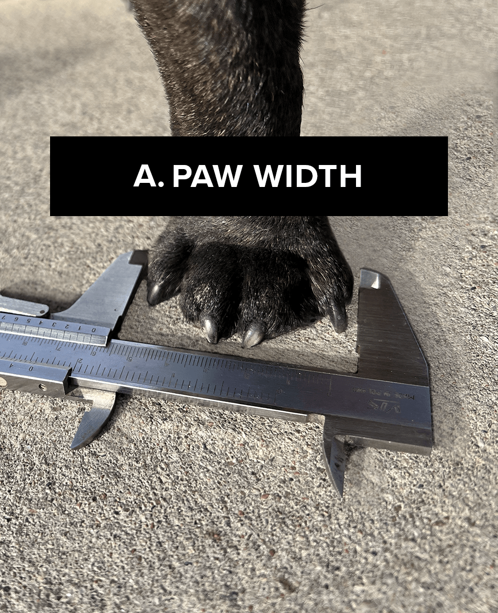 Paw measurement A to get custom dog shoes