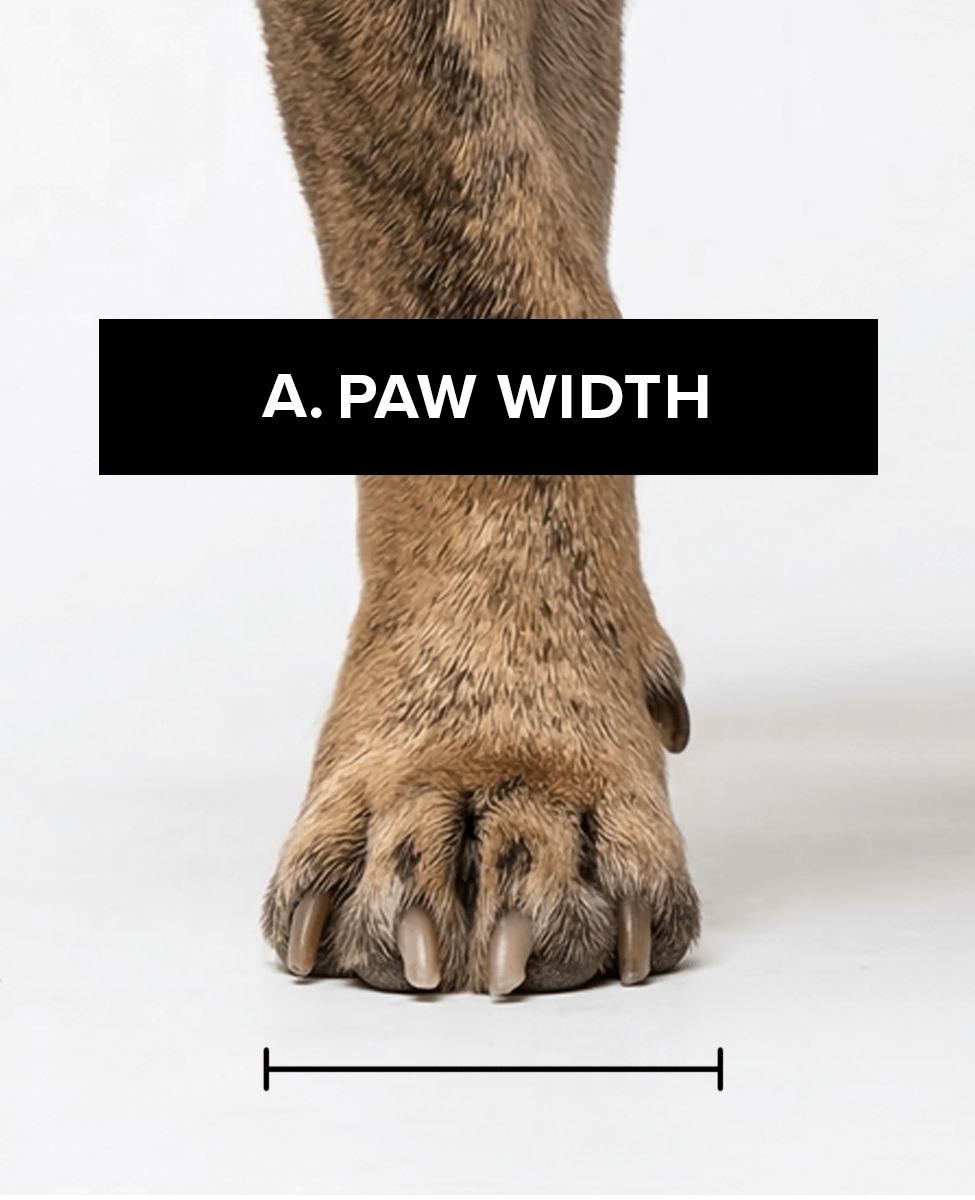 Bark & Sole custom dog shoe measurement - paw width