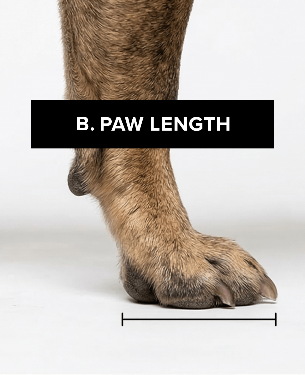 Bark & Sole custom dog shoe measurement - paw lenght