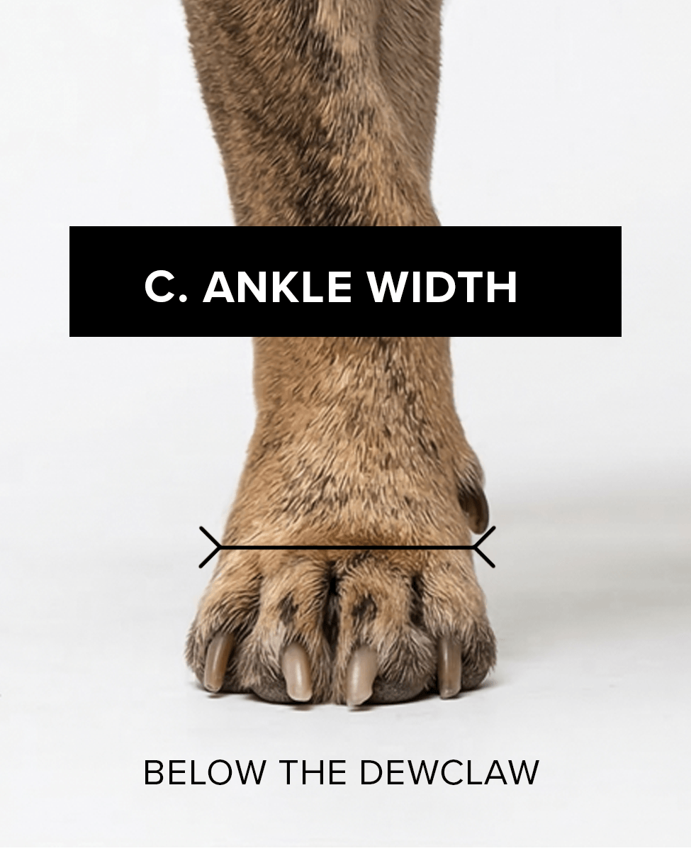 Bark & Sole custom dog shoe measurement - ankle width
