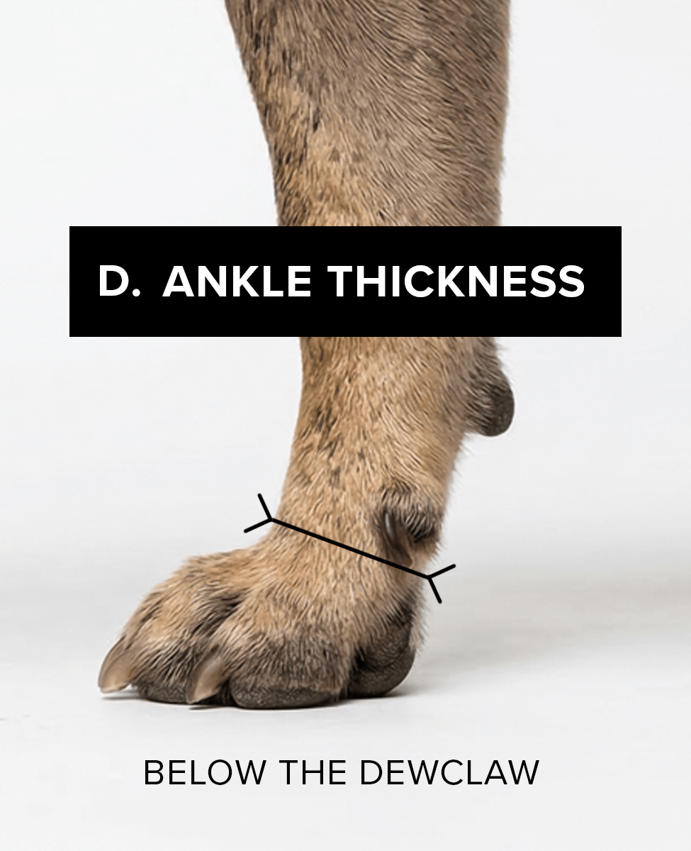 Bark & Sole custom dog shoe measurement - ankle thickness