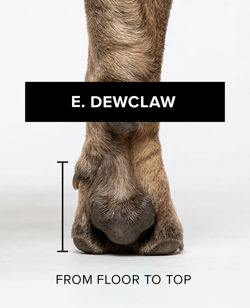 Bark & Sole custom dog shoe measurement - dewclaw