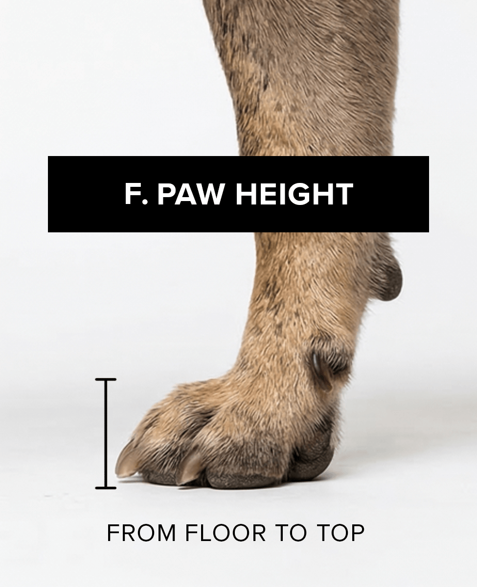 Bark & Sole custom dog shoe measurement - paw height