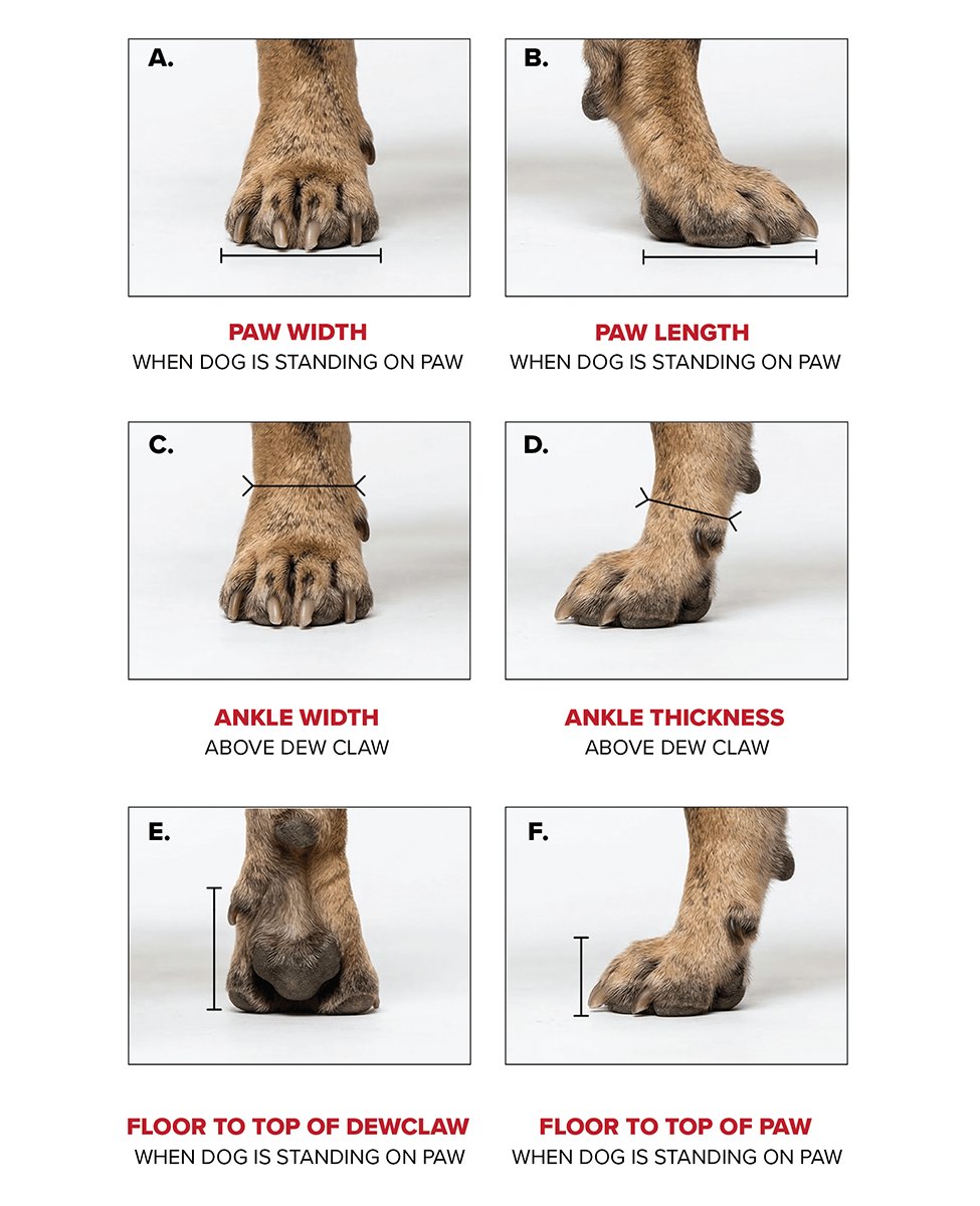 What you need to measure to get custom dog shoes