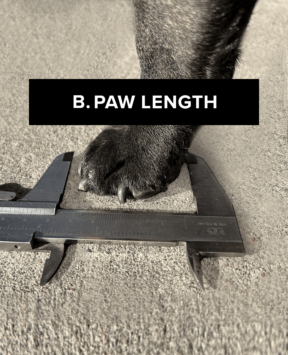 Paw measurement B to get custom dog shoes