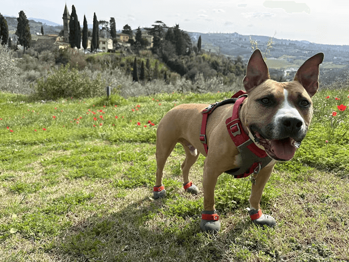 American Staffordshire Terrier wearing BARK & SOLE custom dog shoes in Italy