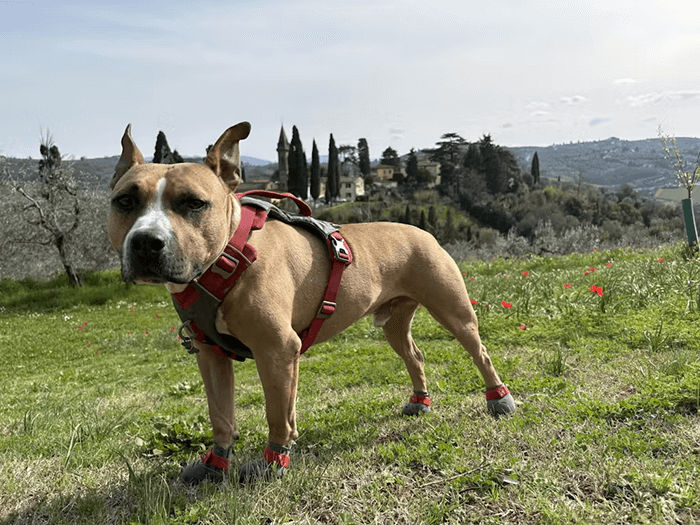 AmStaff wearing BARK & SOLE custom dog shoes in Italy