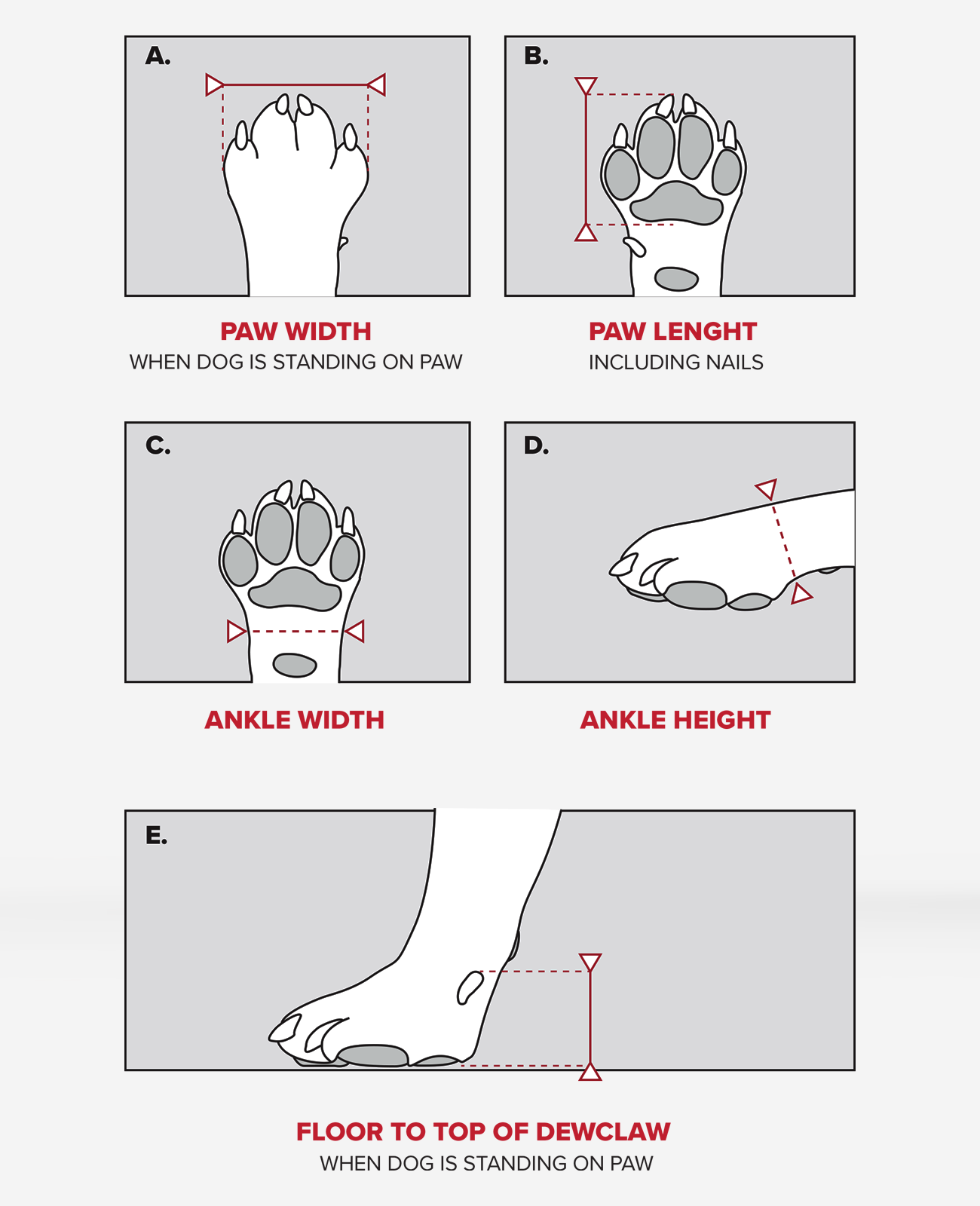 Diagram showing measurements of a dog's paw and ankle
