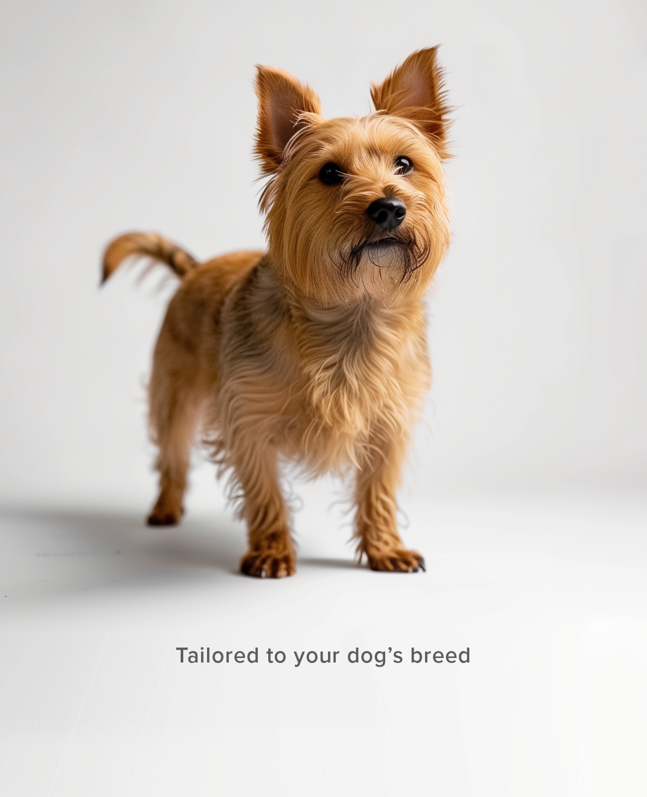Custom dog shoes for West Highland Terrier breed