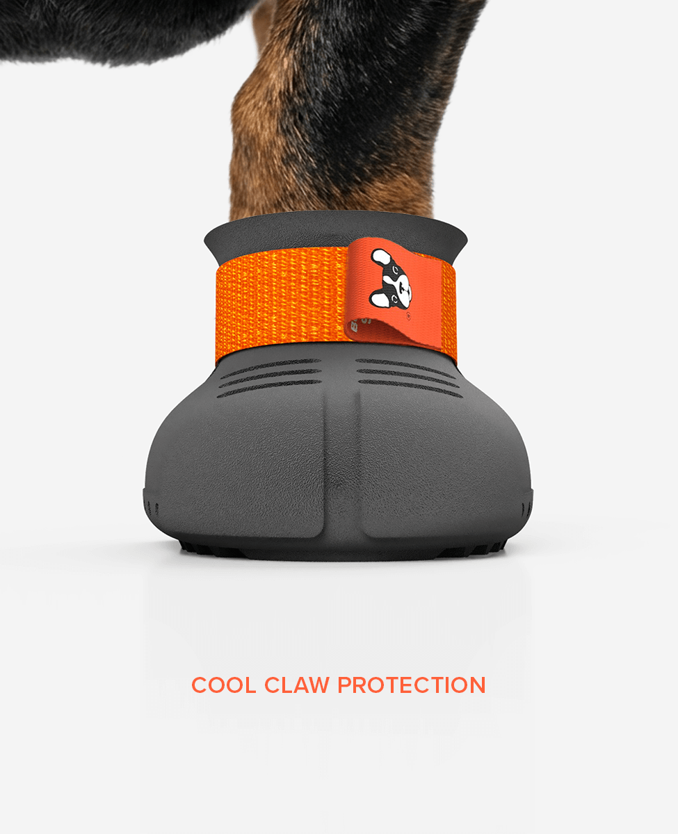 Custom Dachshund dog shoe summer front view