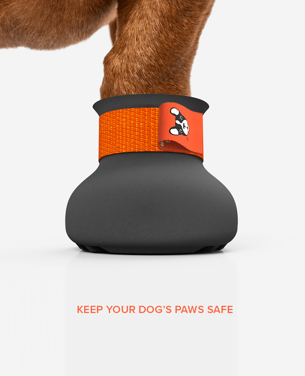 Custom Dachshund dog shoe front view