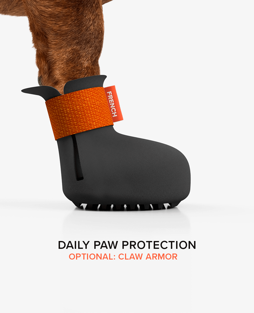 Custom Dachshund dog shoe side view