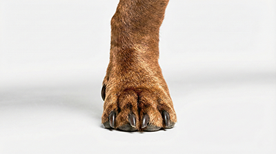 Dachshund paw front view for analysis for custom dog shoes
