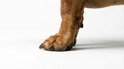 Dachshund paw side view for analysis for custom dog shoes