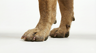 French bulldog paw analysis for getting custom dog shoes 