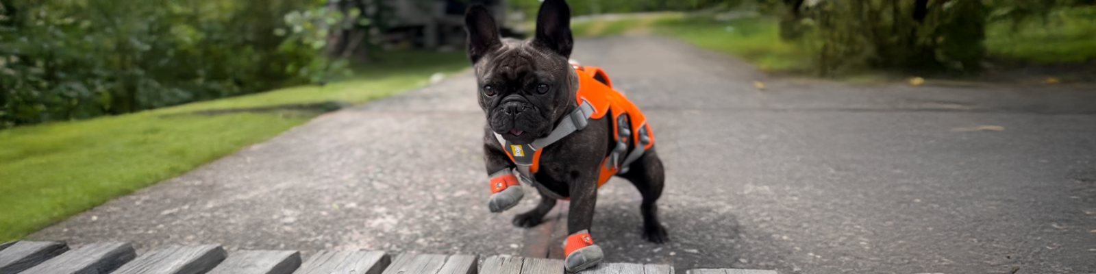 French bulldog wearing custom dog shoes and an orange safety vest on a path with greenery