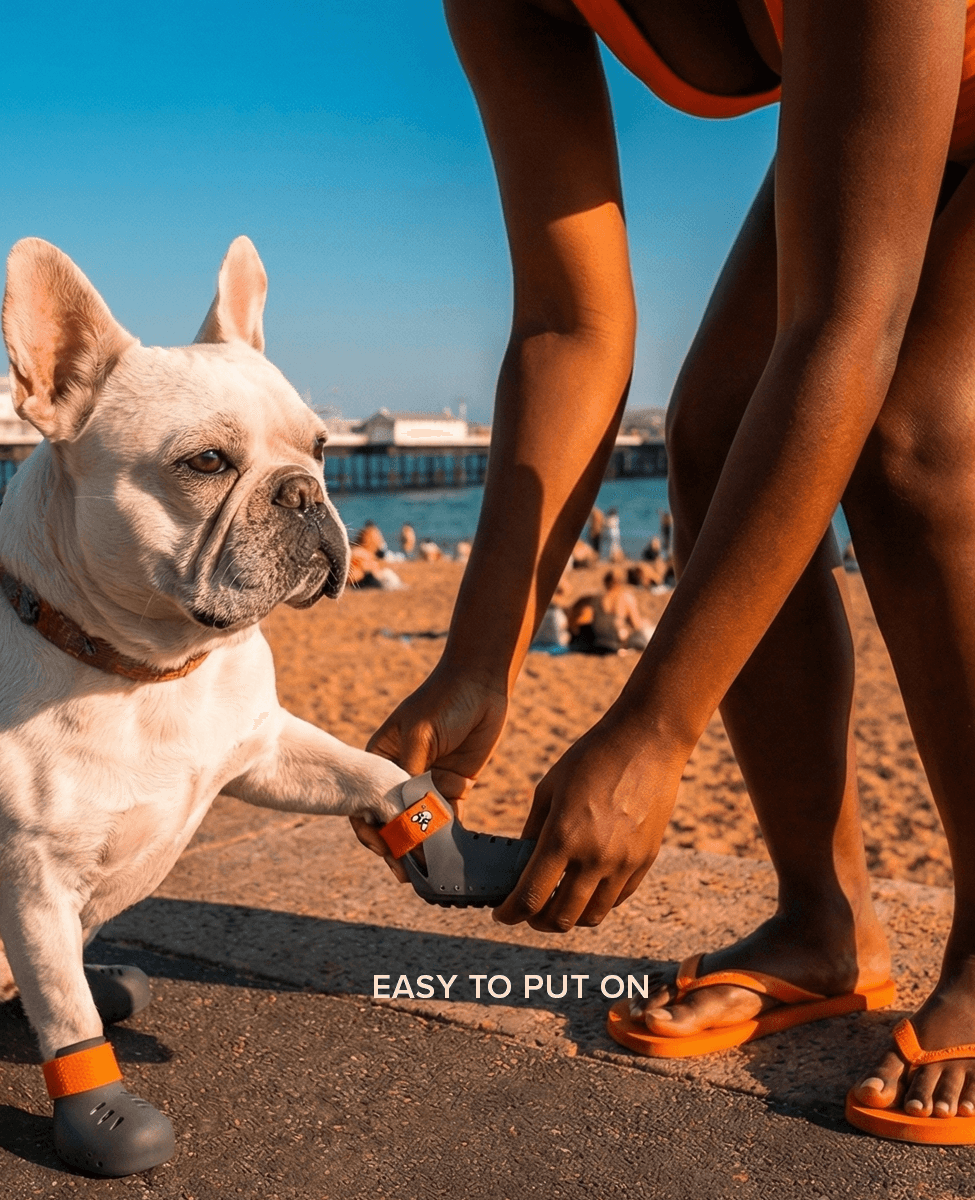 French bulldog putting on BARK and SOLE custom summer dog shoes