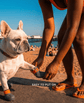 French bulldog putting on BARK and SOLE custom summer dog shoes