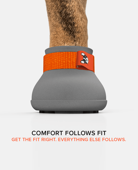 French bulldog custom dog shoes front view