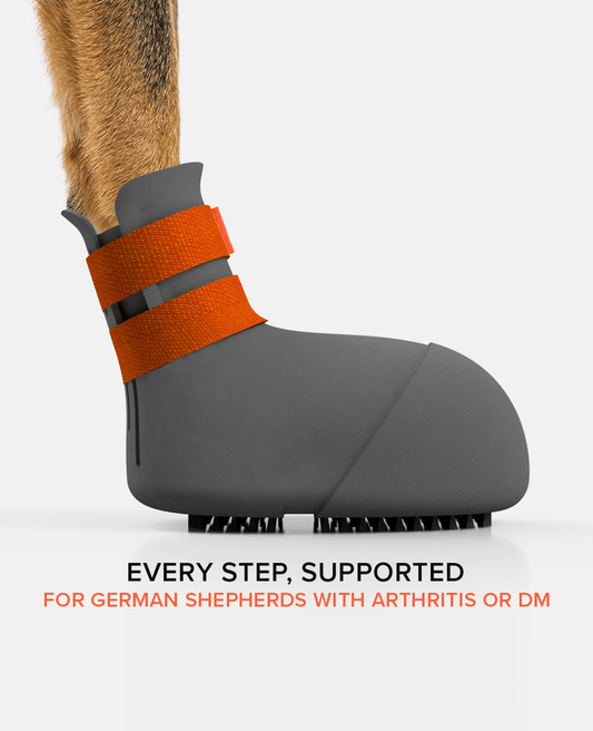German shepherd DM and Arthritis dog shoe side