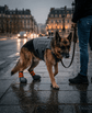 German shepherd wearing custom DM shoes